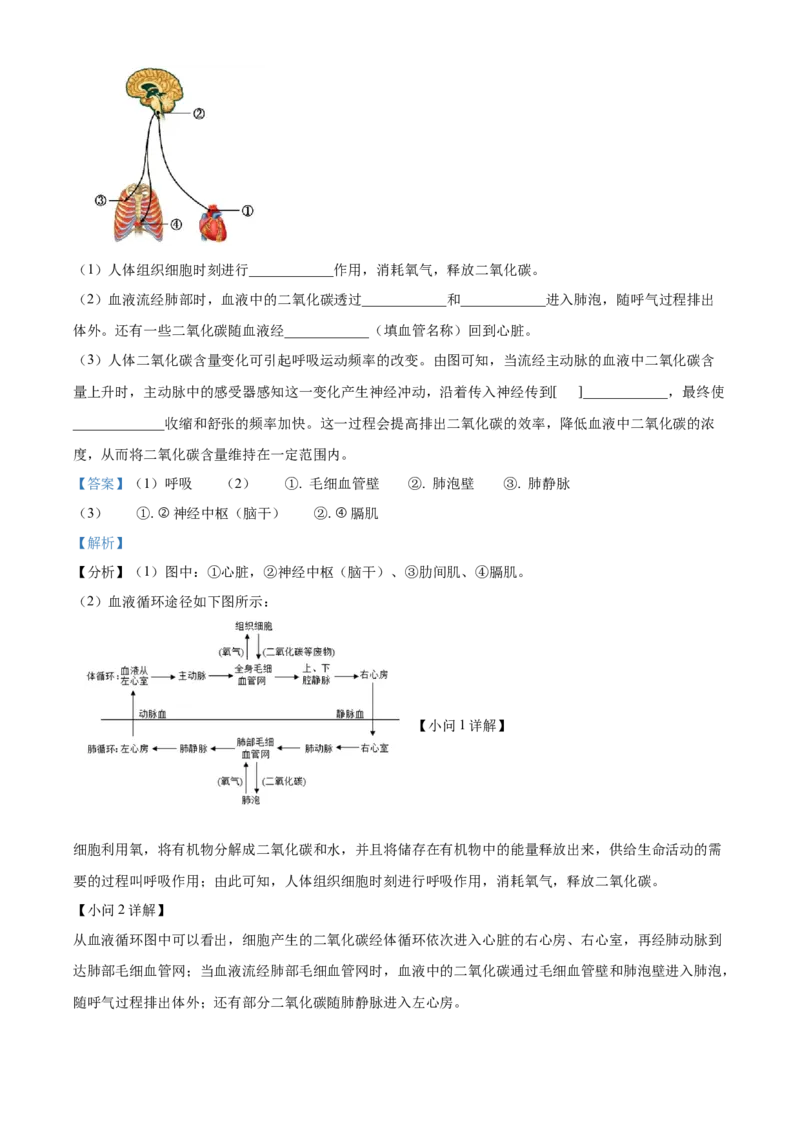 精品解析：2022年北京市第五中学分校中考一模生物试题（解析版）(1)_北京初中期末题_C605-京七八九_B京生物七八九_北京八下生物_精品解析：2022年北京市第五中学分校中考一模生物试题