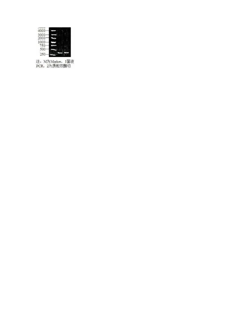 江苏省如皋中学2024&mdash;2025学年度高三年级测试生物试题（含答案）_A1502026各地模拟卷（超值！）_9月_2409162025江苏省如皋中学高三上学期期初考试