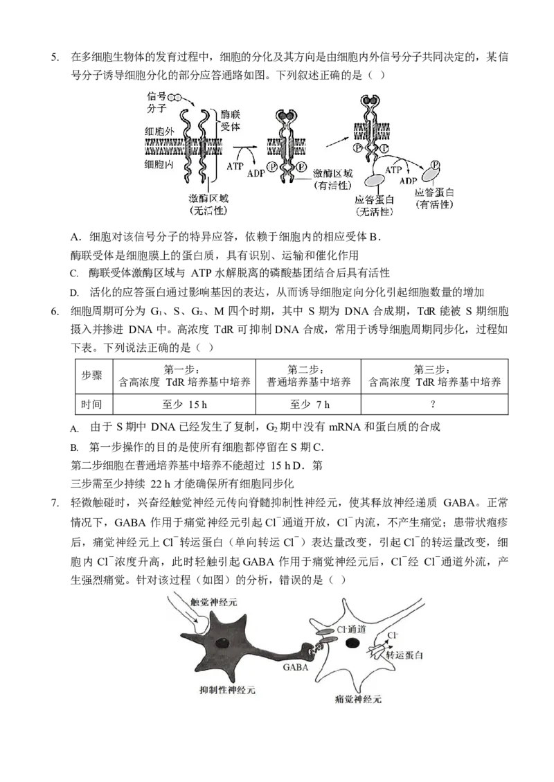 重庆市西南大学附属中学校2024-2025学年高三上学期11月阶段性检查生物试题（二））_A1502026各地模拟卷（超值！）_12月