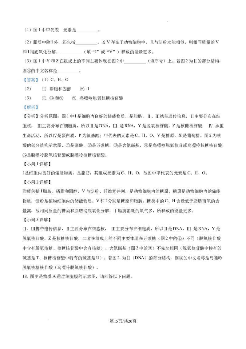 江西省宜春市丰城市第九中学2024-2025学年高三上学期第一次段考生物答案_A1502026各地模拟卷（超值！）_10月