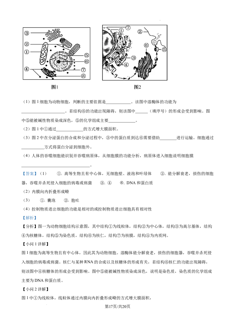 江西省宜春市丰城市第九中学2024-2025学年高三上学期第一次段考生物答案_A1502026各地模拟卷（超值！）_10月