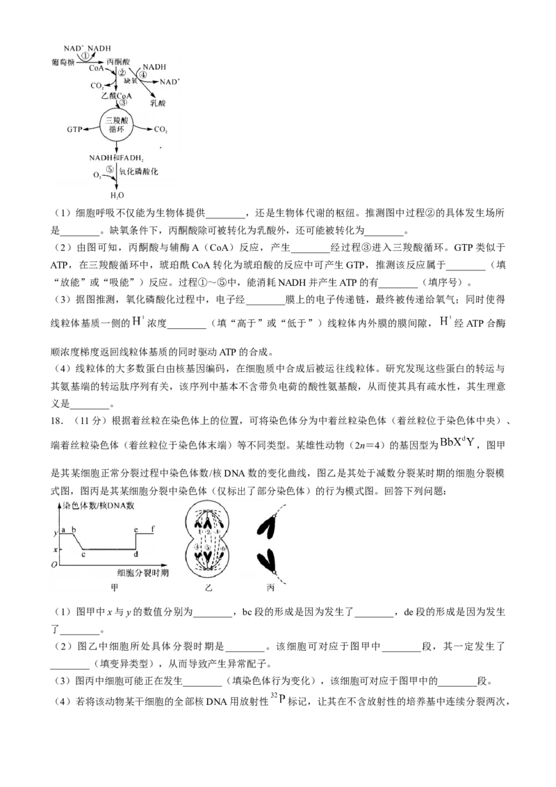 河南省部分重点中学2024-2025学年高三上学期11月质量检测生物试题（含解析）_A1502026各地模拟卷（超值！）_11月_241126河南省部分示范性高中2024-2025学年高三上学期11月期中质量检测