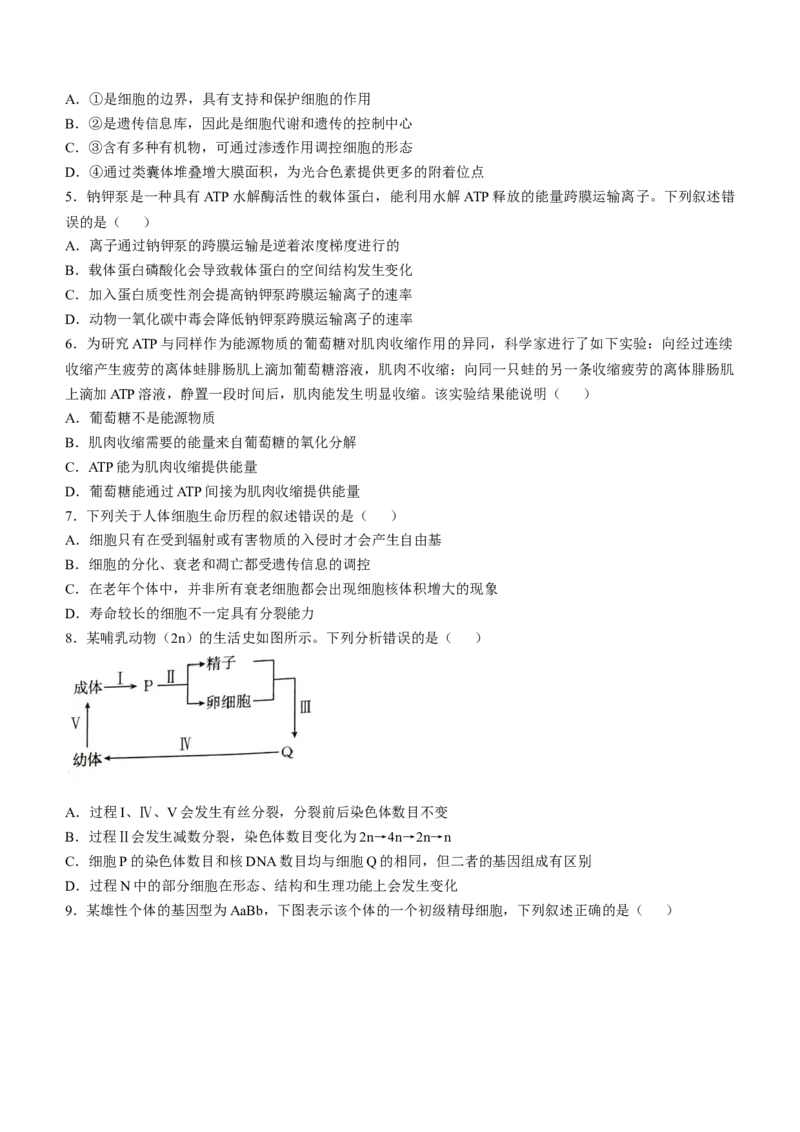河北省承德市2024-2025学年高三上学期期中考试生物试卷（含答案）_A1502026各地模拟卷（超值！）_11月_241127河北省承德市2024-2025学年高三上学期期中考试（金太阳25-122C）