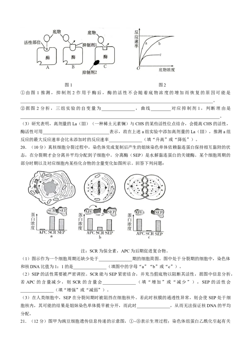 河北省承德市2024-2025学年高三上学期期中考试生物试卷（含答案）_A1502026各地模拟卷（超值！）_11月_241127河北省承德市2024-2025学年高三上学期期中考试（金太阳25-122C）