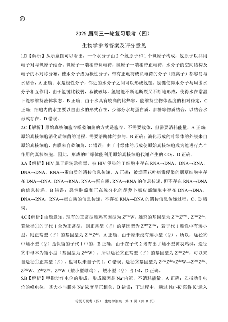 百师联盟2025届高三一轮复习联考（四）生物答案（百L）_A1502026各地模拟卷（超值！）_12月_241229百师联盟2025届高三一轮复习联考（四）（全科）