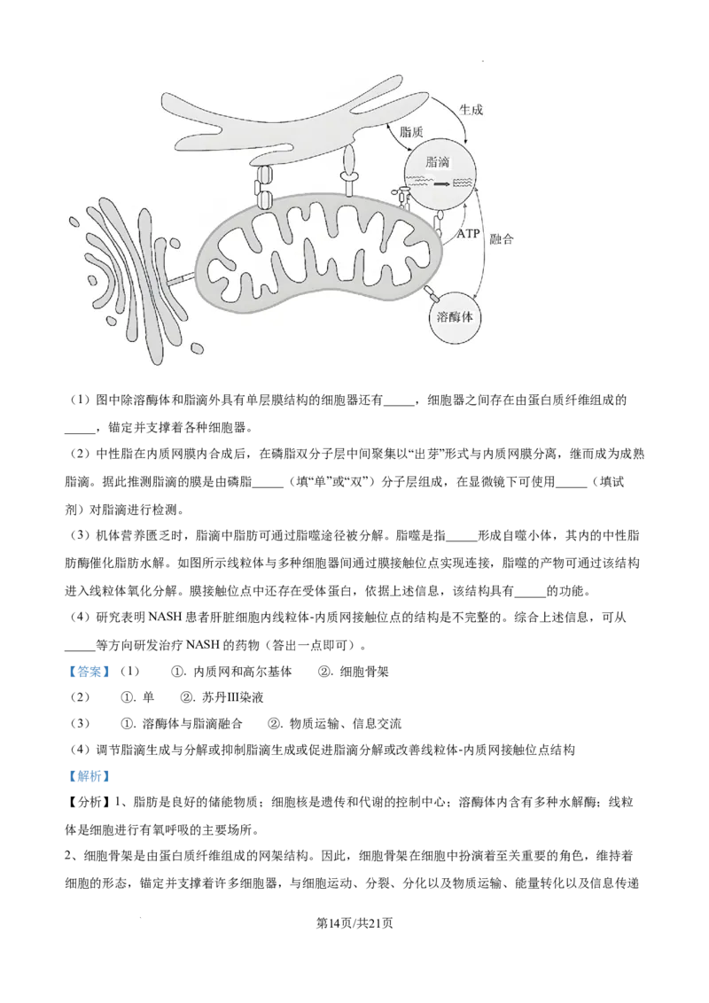 江西省南昌市第十中学2024-2025学年高三上学期第一次月考生物答案_A1502026各地模拟卷（超值！）_10月_241025江西省南昌市第十中学2024-2025学年高三上学期第一次月考（全）
