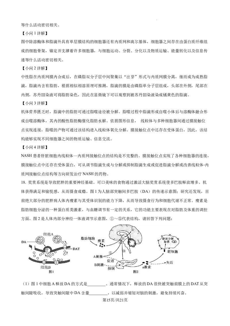 江西省南昌市第十中学2024-2025学年高三上学期第一次月考生物答案_A1502026各地模拟卷（超值！）_10月_241025江西省南昌市第十中学2024-2025学年高三上学期第一次月考（全）