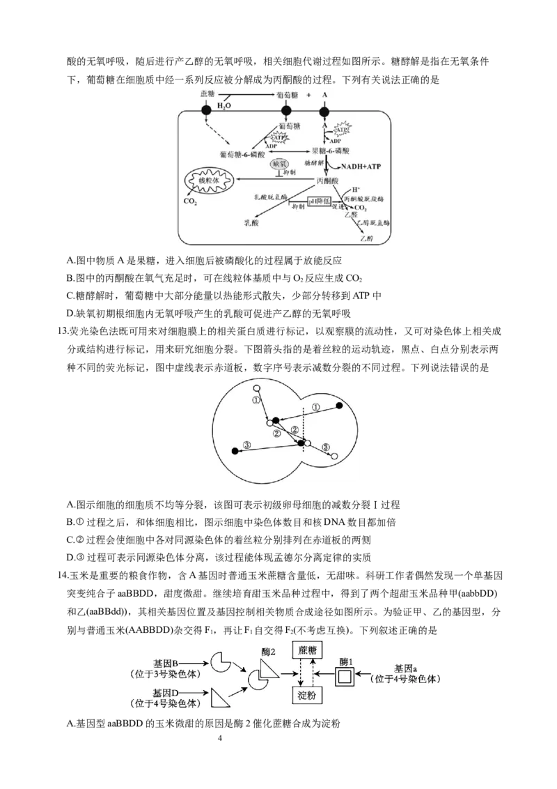 生物试题_A1502026各地模拟卷（超值！）_10月_241016四川省绵阳市南山中学集团学校2024-2025学年高三上学期10月联考