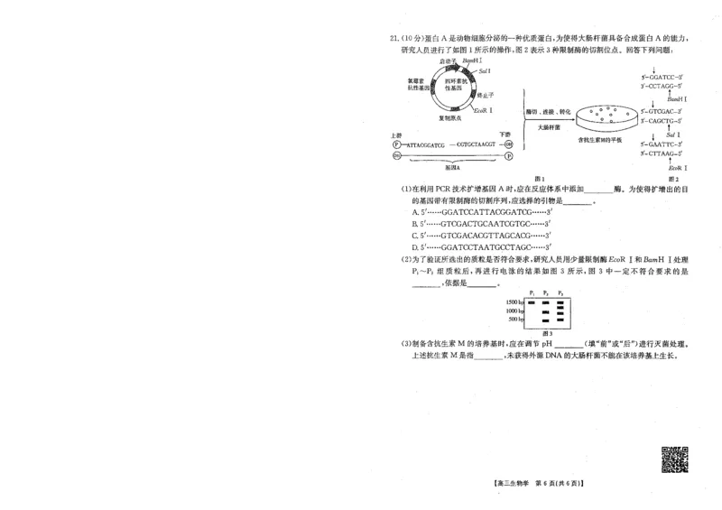 贵州金太阳2024-2025学年高三上学期9月开学联考（25-27C）生物试卷_A1502026各地模拟卷（超值！）_9月_240915贵州金太阳2024-2025学年高三上学期9月开学联考