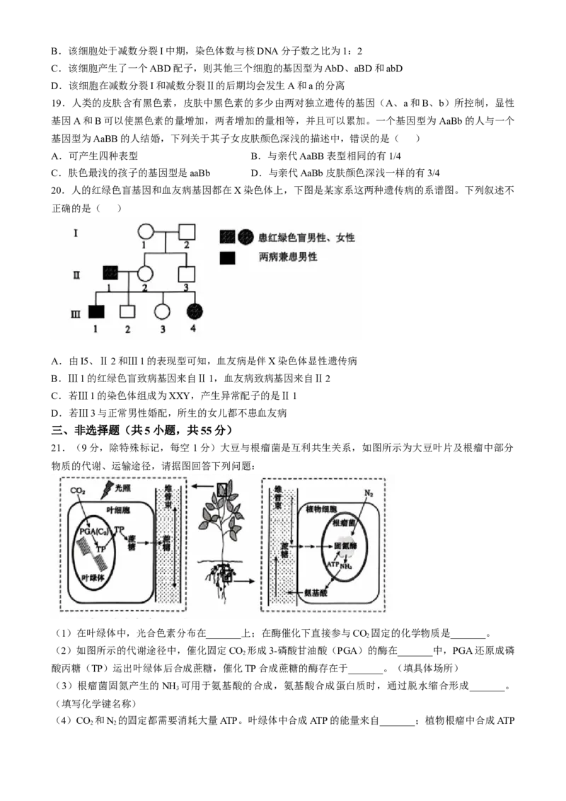 辽宁省重点高中沈阳市郊联体2024-2025学年高三上学期10月月考试题生物Word版含答案_A1502026各地模拟卷（超值！）_10月