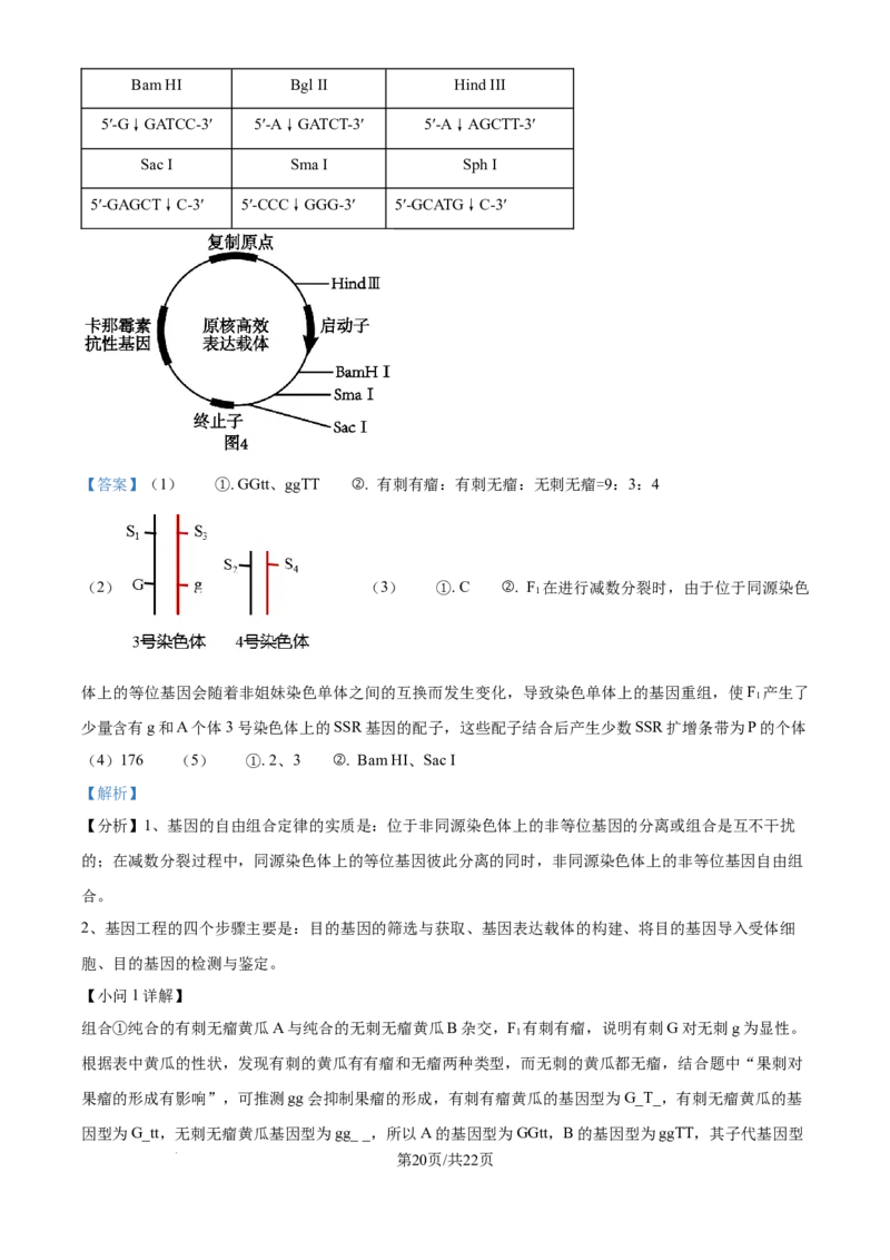 精品解析：湖北省武汉市东西湖区华中师范大学第一附属中学2024-2025学年高三上学期11月期中生物试题（解析版）_A1502026各地模拟卷（超值！）_11月