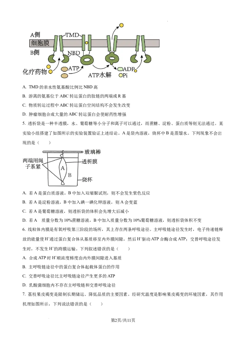 黑龙江省绥化市绥棱县第一中学2024-2025学年高三上学期10月月考生物试题_A1502026各地模拟卷（超值！）_10月_241022黑龙江省绥化市绥棱县第一中学2024-2025学年高三上学期10月月考