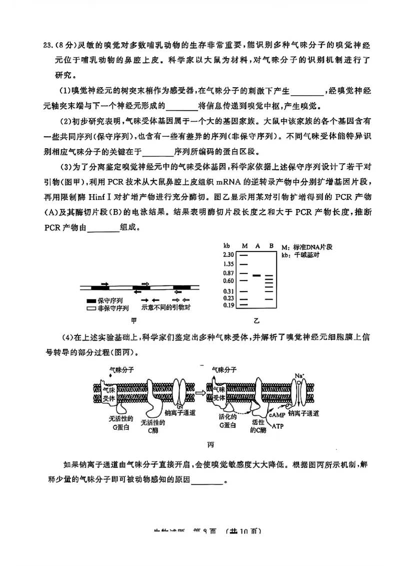 生物试题济南开学考_A1502026各地模拟卷（超值！）_9月_240913山东省济南市2024-2025学年高三上学期开学摸底考试
