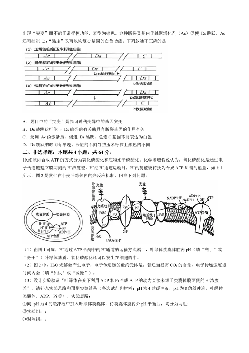湖北省武汉市江岸区2024-2025学年高三上学期11月调考生物试卷（有答案）_A1502026各地模拟卷（超值！）_11月_241117湖北省武汉市江岸区2024-2025学年高三上学期11月调研考试（全科）