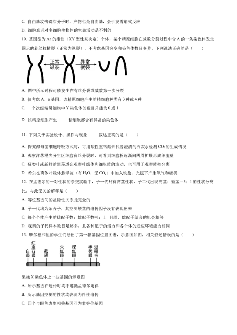 辽宁省鞍山市第一中学2024-2025学年高三上学期10月二模试题生物Word版含答案_A1502026各地模拟卷（超值！）_10月_241018辽宁省鞍山市第一中学2024-2025学年高三上学期10月二模
