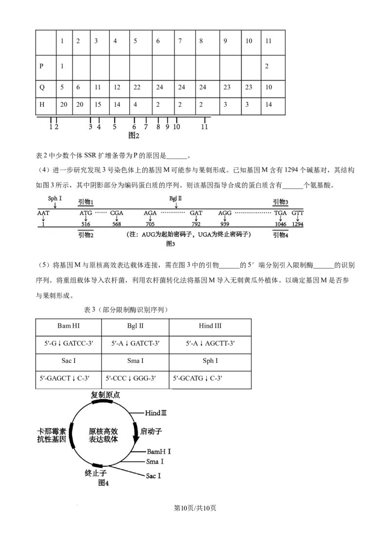 精品解析：湖北省武汉市东西湖区华中师范大学第一附属中学2024-2025学年高三上学期11月期中生物试题（原卷版）_A1502026各地模拟卷（超值！）_11月