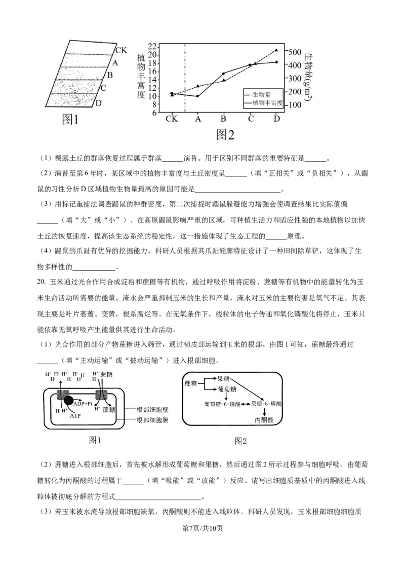 精品解析：湖北省武汉市东西湖区华中师范大学第一附属中学2024-2025学年高三上学期11月期中生物试题（原卷版）_A1502026各地模拟卷（超值！）_11月