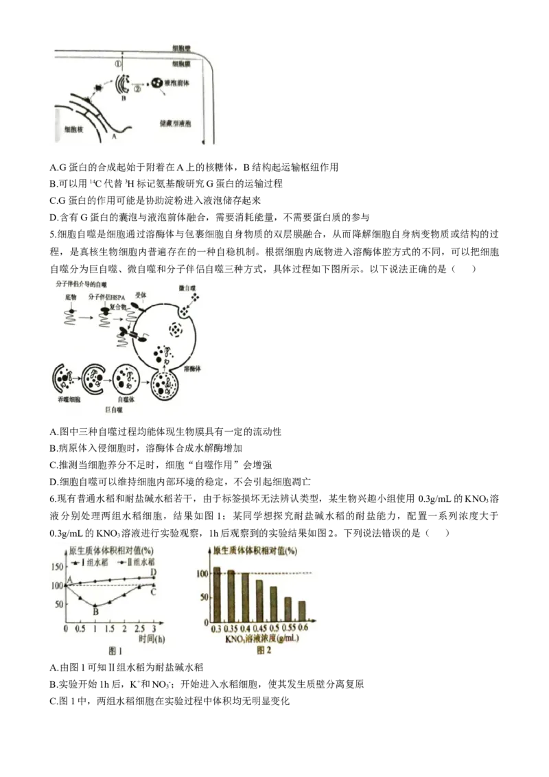 河南省三门峡市2024-2025学年高三上学期11月期中考试生物Word版含解析_A1502026各地模拟卷（超值！）_11月_241118河南省三门峡市2024-2025学年高三上学期11月期中考试（全科）