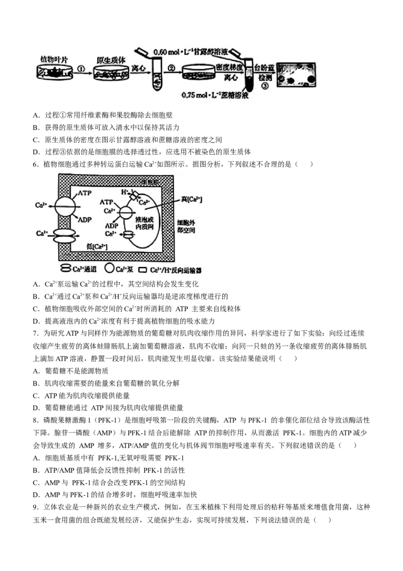 青海省金太阳2024-2025学年高三上学期期中联考生物试题（含答案）_A1502026各地模拟卷（超值！）_11月_241124青海省金太阳2024-2025学年高三上学期11月联考