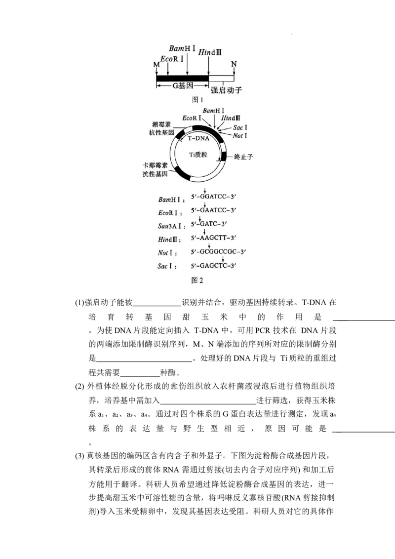 湖南省长郡中学2024-2025学年高三上学期第一次调研考试生物试题_A1502026各地模拟卷（超值！）_9月_240920湖南省长郡中学2024-2025学年高三上学期第一次调研考试