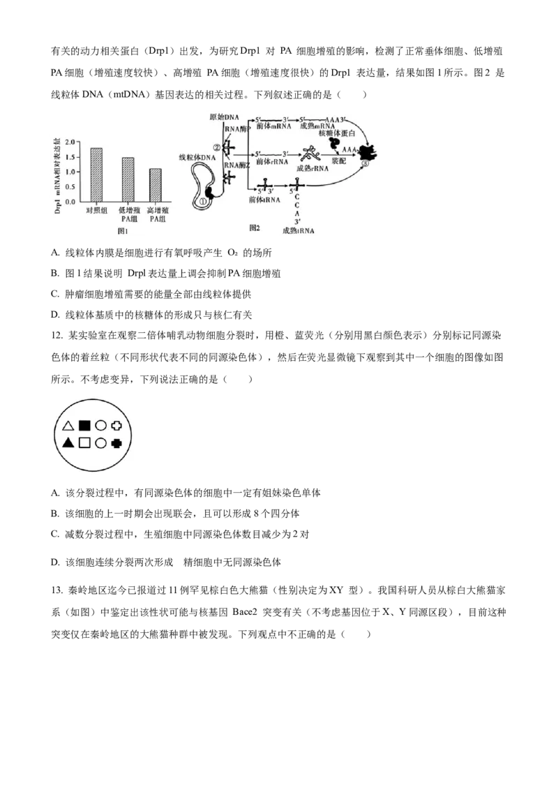 安徽省合肥市一六八中学2024-2025学年高三上学期10月月考试题生物Word版含解析_A1502026各地模拟卷（超值！）_10月_241022安徽省合肥市一六八中学2024-2025学年高三上学期10月月考