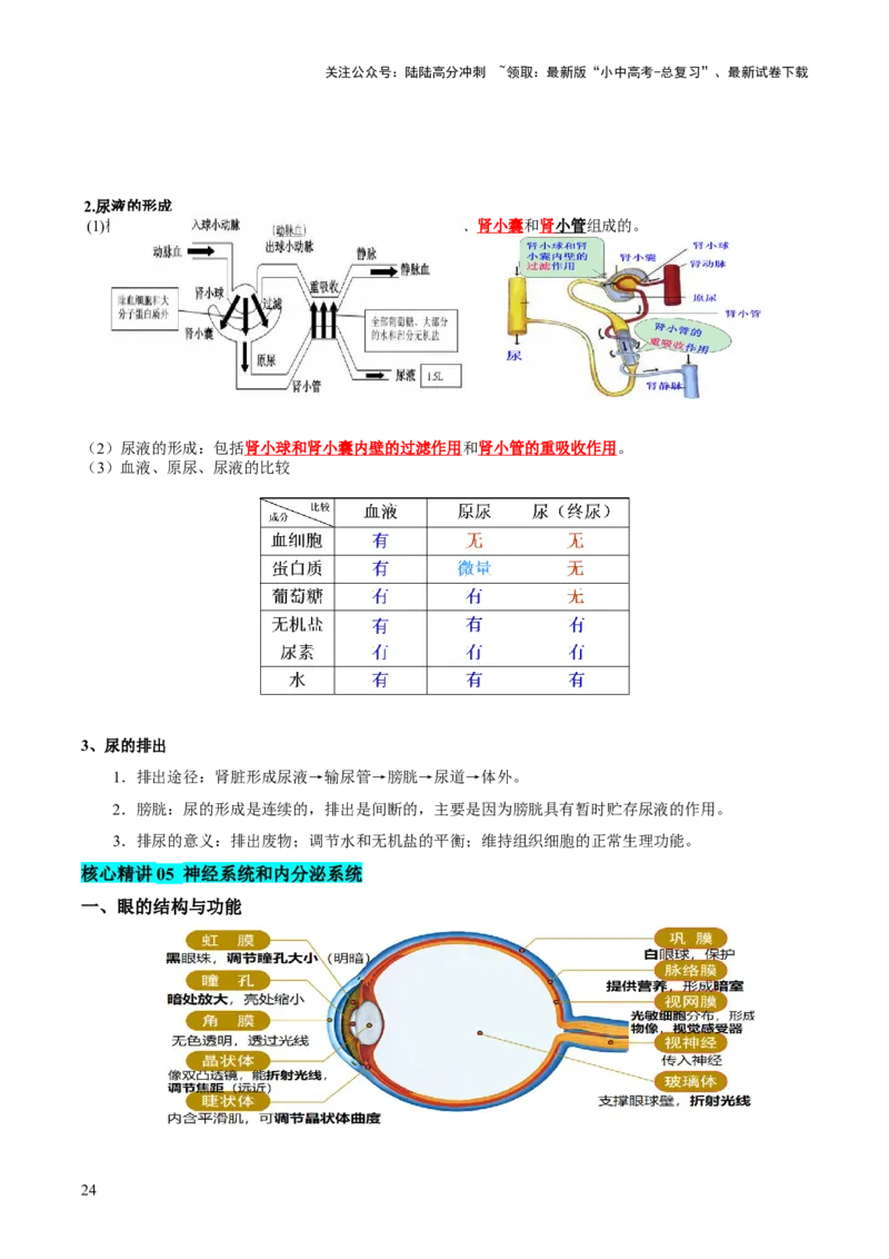 主题五人体生理与健康（讲练）（解析版）_02中考总复习（2026版更新中）_08-生物-中考总复习_2025中考复习资料_2025中考二轮课件ppt+讲义+练习生物_讲义+练习