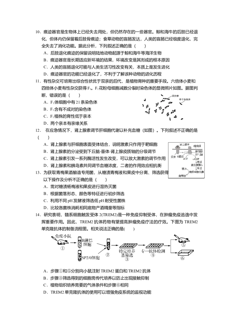 江苏省如皋中学2024-2025学年高三上学期综合练习（一）生物Word版含答案_A1502026各地模拟卷（超值！）_10月_241022江苏省如皋中学2024-2025学年高三上学期综合练习（一）
