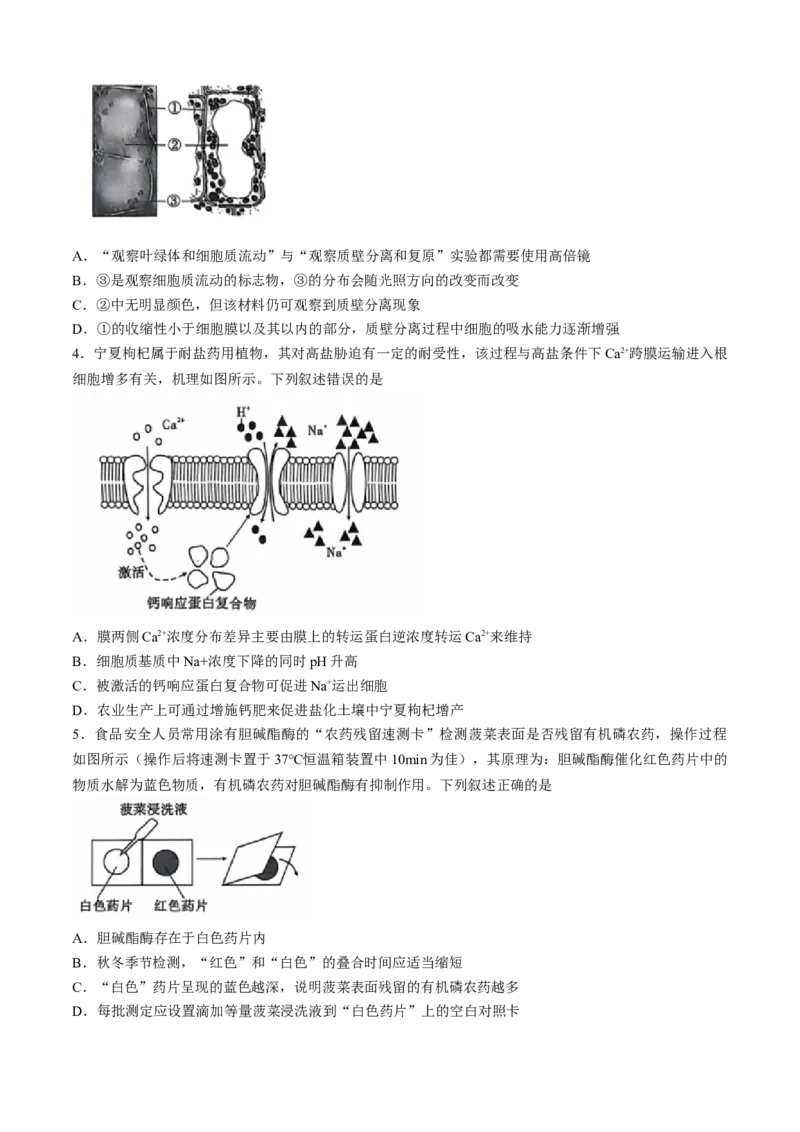 安徽江淮十校2025届高三第二次联考生物试题+答案_A1502026各地模拟卷（超值！）_11月_241116安徽省江淮十校2025届高三第二次联考（全科）
