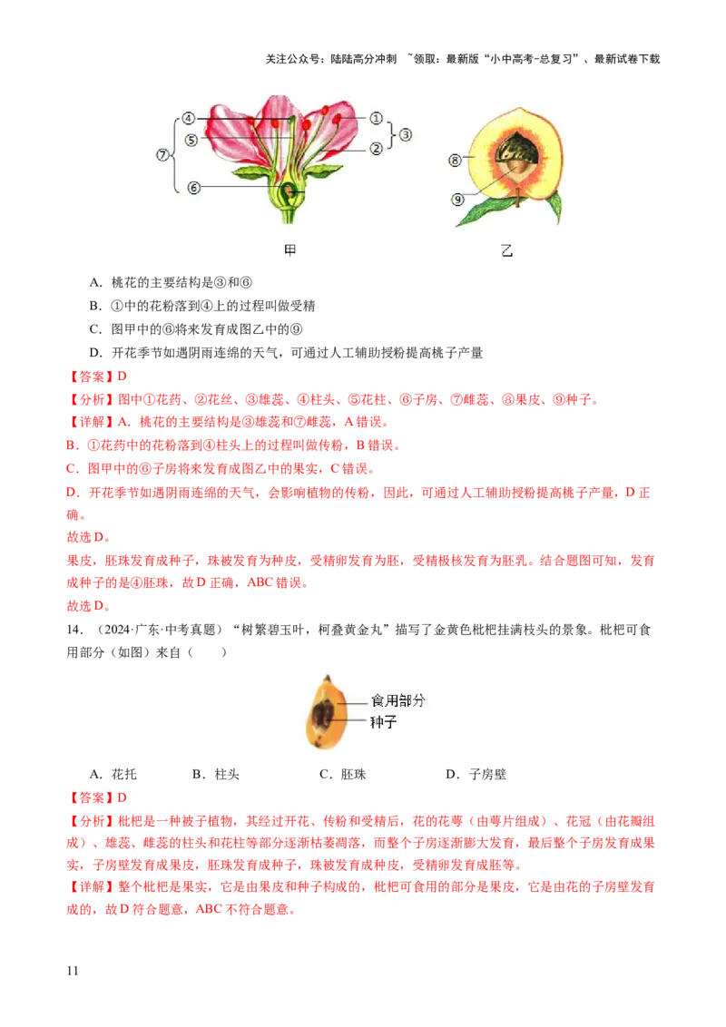 主题四植物的生活（讲练）（解析版）_02中考总复习（2026版更新中）_08-生物-中考总复习_2025中考复习资料_2025中考二轮课件ppt+讲义+练习生物_讲义+练习