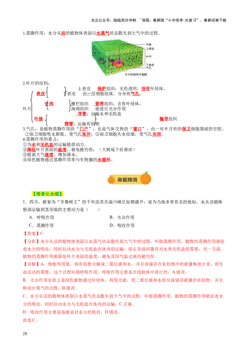 主题四植物的生活（讲练）（解析版）_02中考总复习（2026版更新中）_08-生物-中考总复习_2025中考复习资料_2025中考二轮课件ppt+讲义+练习生物_讲义+练习
