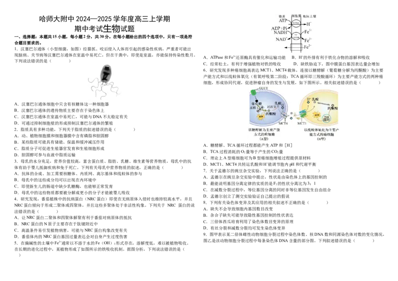 2024&mdash;2025学年度高三上学期期中生物试题_A1502026各地模拟卷（超值！）_11月_241120黑龙江省哈尔滨市师范大学附属中学2025届高三上学期期中考试（全科）