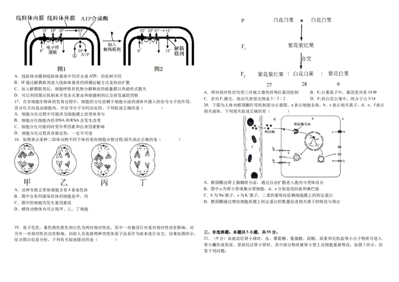 2024&mdash;2025学年度高三上学期期中生物试题_A1502026各地模拟卷（超值！）_11月_241120黑龙江省哈尔滨市师范大学附属中学2025届高三上学期期中考试（全科）