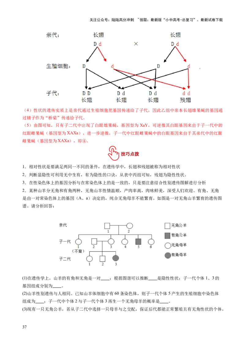 主题六遗传与进化（讲练）（解析版）_02中考总复习（2026版更新中）_08-生物-中考总复习_2025中考复习资料_2025中考二轮课件ppt+讲义+练习生物_讲义+练习
