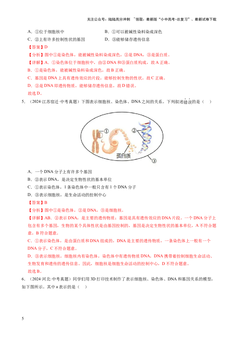 主题六遗传与进化（讲练）（解析版）_02中考总复习（2026版更新中）_08-生物-中考总复习_2025中考复习资料_2025中考二轮课件ppt+讲义+练习生物_讲义+练习