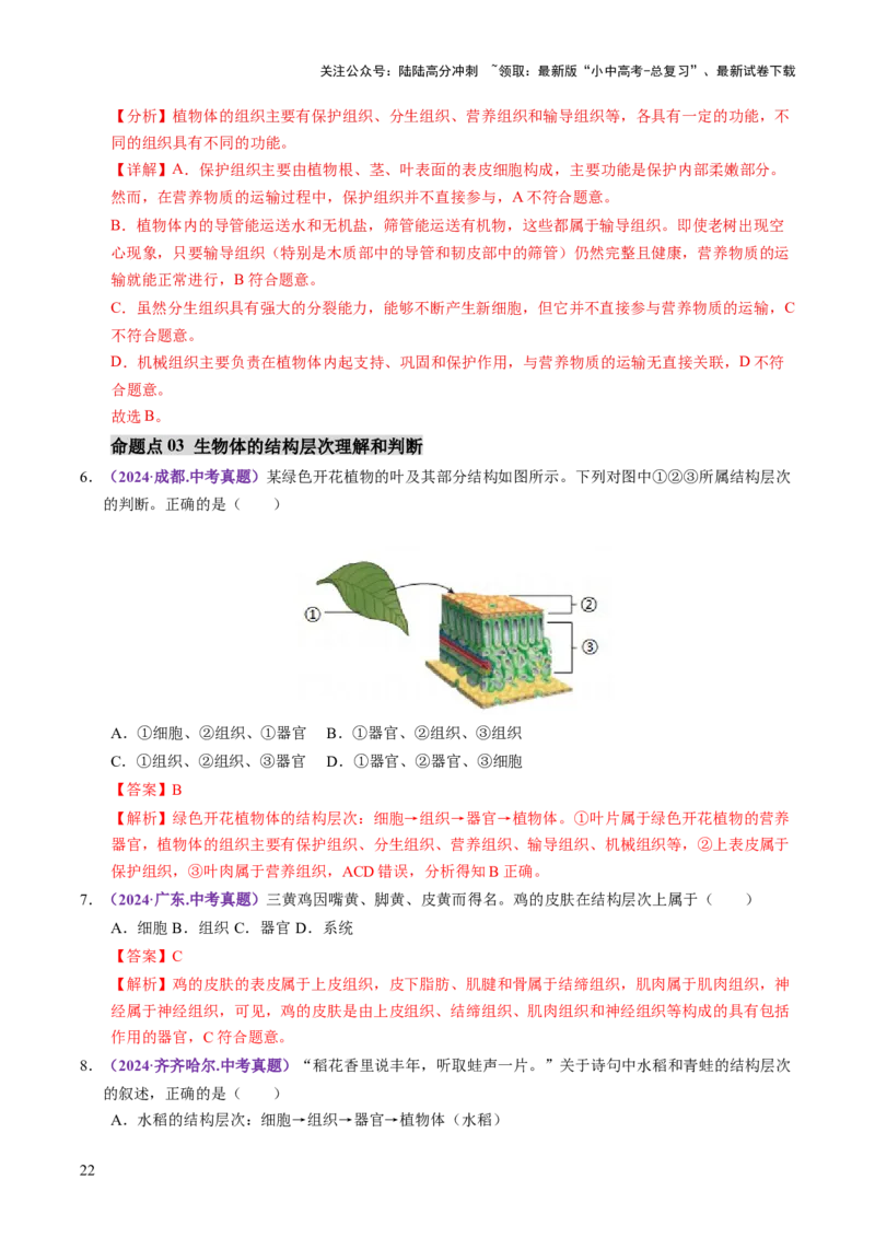 主题一生物体的结构层次（讲练）（解析版）_02中考总复习（2026版更新中）_08-生物-中考总复习_2025中考复习资料_2025中考二轮课件ppt+讲义+练习生物_讲义+练习