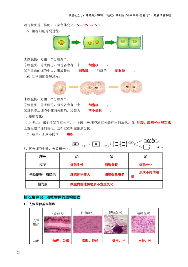 主题一生物体的结构层次（讲练）（解析版）_02中考总复习（2026版更新中）_08-生物-中考总复习_2025中考复习资料_2025中考二轮课件ppt+讲义+练习生物_讲义+练习