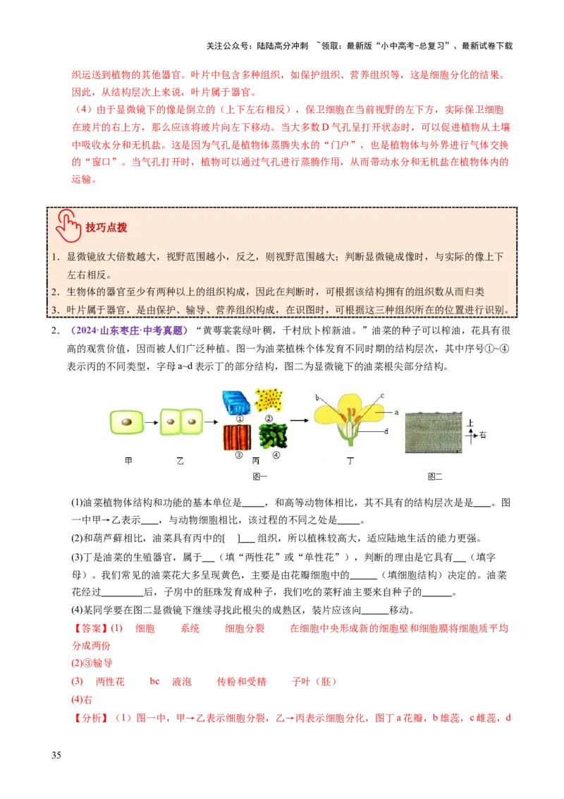 主题一生物体的结构层次（讲练）（解析版）_02中考总复习（2026版更新中）_08-生物-中考总复习_2025中考复习资料_2025中考二轮课件ppt+讲义+练习生物_讲义+练习