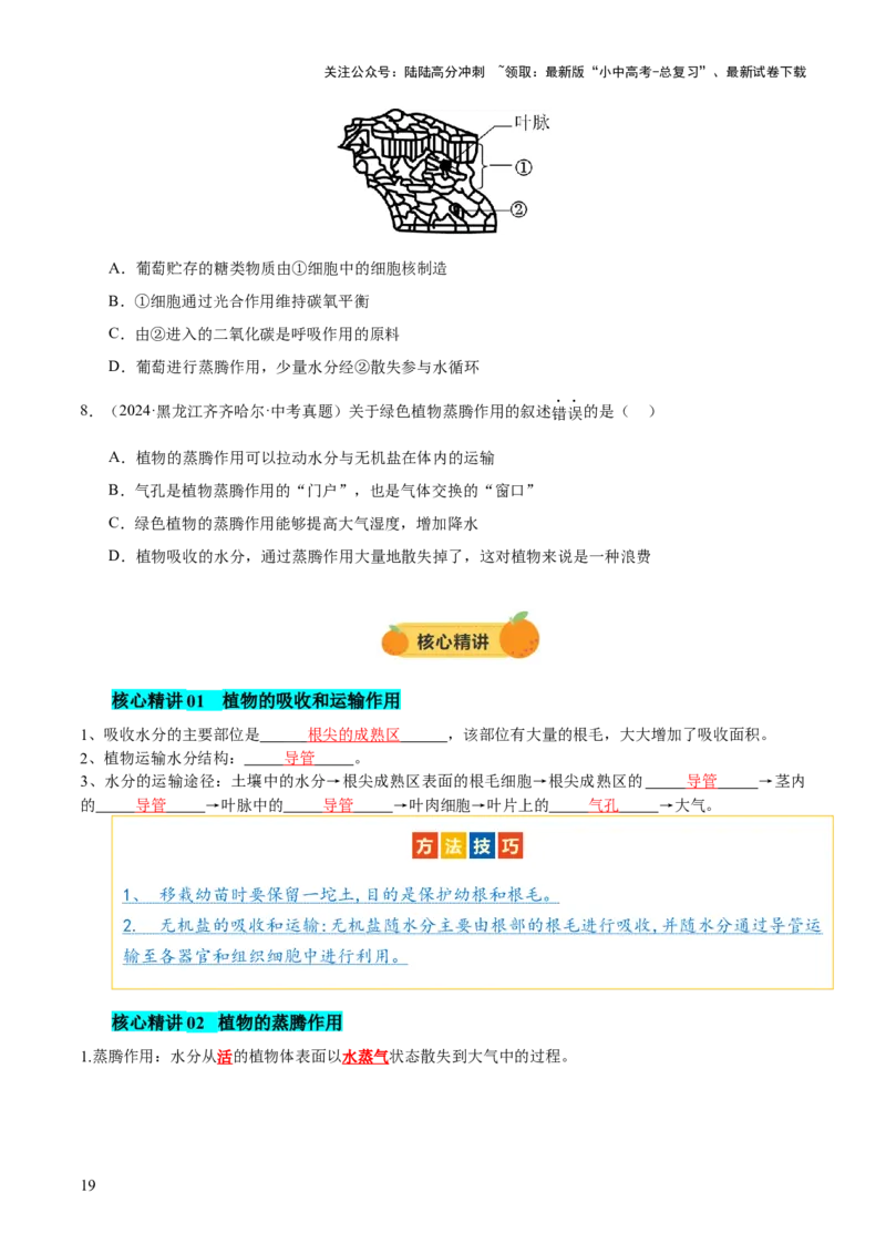 主题四植物的生活（讲练）（原卷版）_02中考总复习（2026版更新中）_08-生物-中考总复习_2025中考复习资料_2025中考二轮课件ppt+讲义+练习生物_讲义+练习