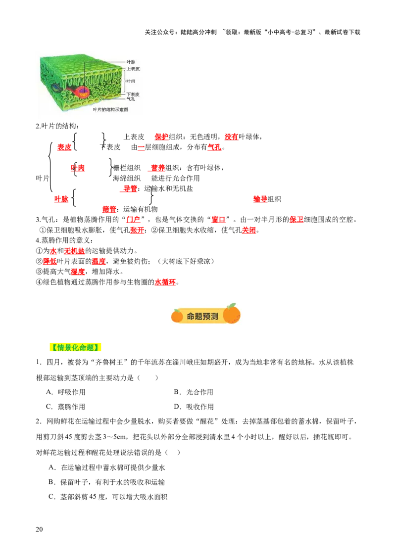 主题四植物的生活（讲练）（原卷版）_02中考总复习（2026版更新中）_08-生物-中考总复习_2025中考复习资料_2025中考二轮课件ppt+讲义+练习生物_讲义+练习