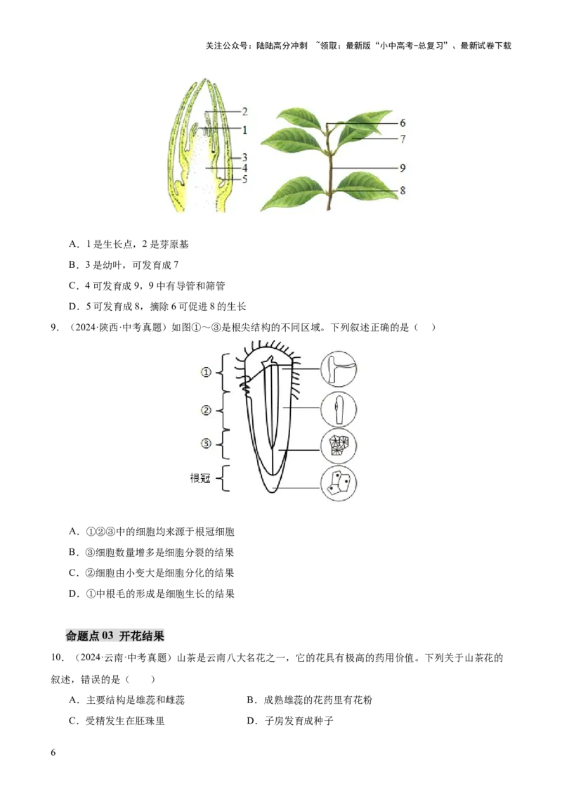 主题四植物的生活（讲练）（原卷版）_02中考总复习（2026版更新中）_08-生物-中考总复习_2025中考复习资料_2025中考二轮课件ppt+讲义+练习生物_讲义+练习