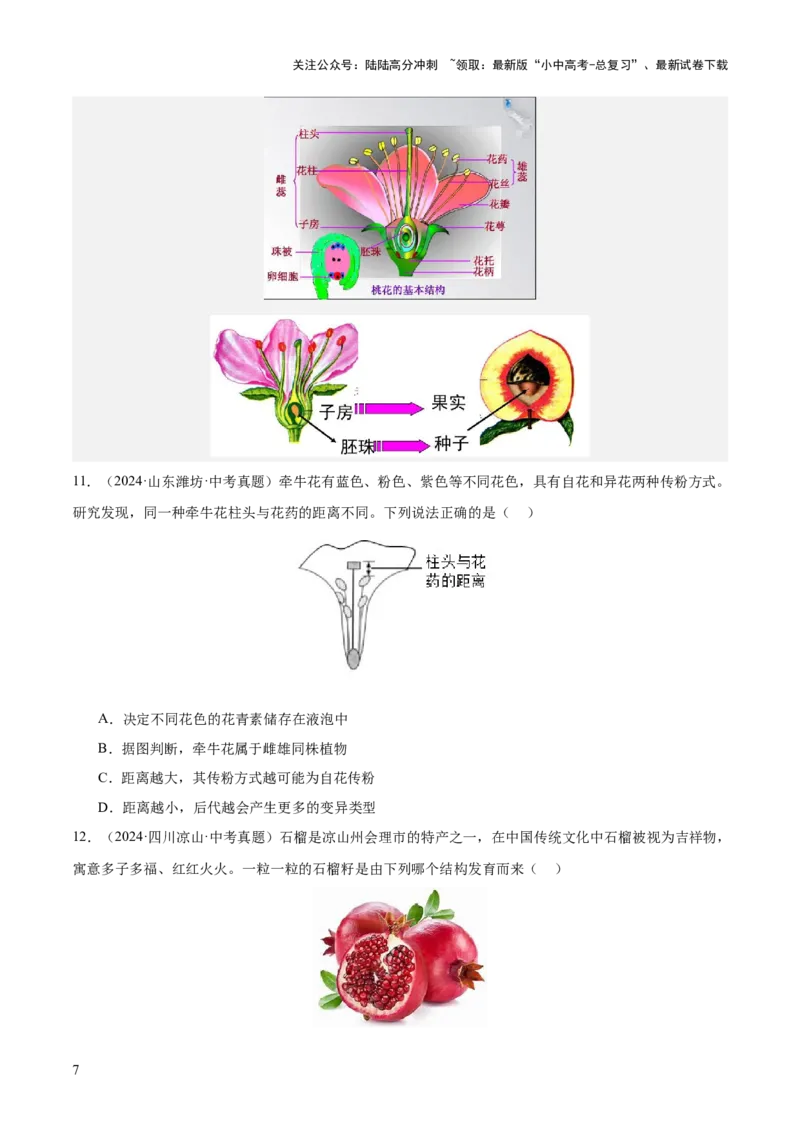 主题四植物的生活（讲练）（原卷版）_02中考总复习（2026版更新中）_08-生物-中考总复习_2025中考复习资料_2025中考二轮课件ppt+讲义+练习生物_讲义+练习