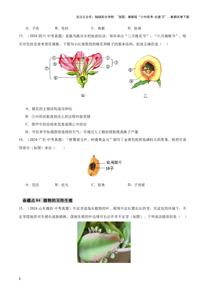主题四植物的生活（讲练）（原卷版）_02中考总复习（2026版更新中）_08-生物-中考总复习_2025中考复习资料_2025中考二轮课件ppt+讲义+练习生物_讲义+练习