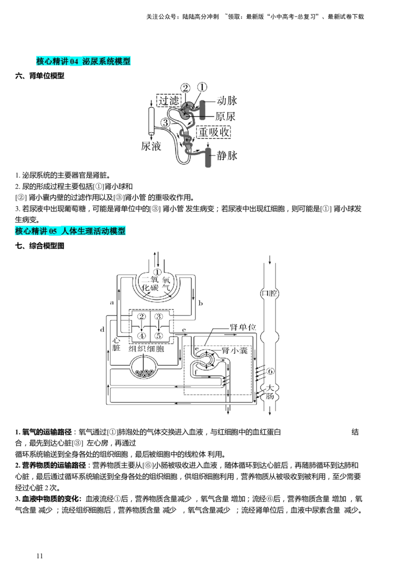 热点突破03人体生理活动模型构建（讲练）（原卷版）_02中考总复习（2026版更新中）_08-生物-中考总复习_2025中考复习资料_2025中考二轮课件ppt+讲义+练习生物_讲义+练习
