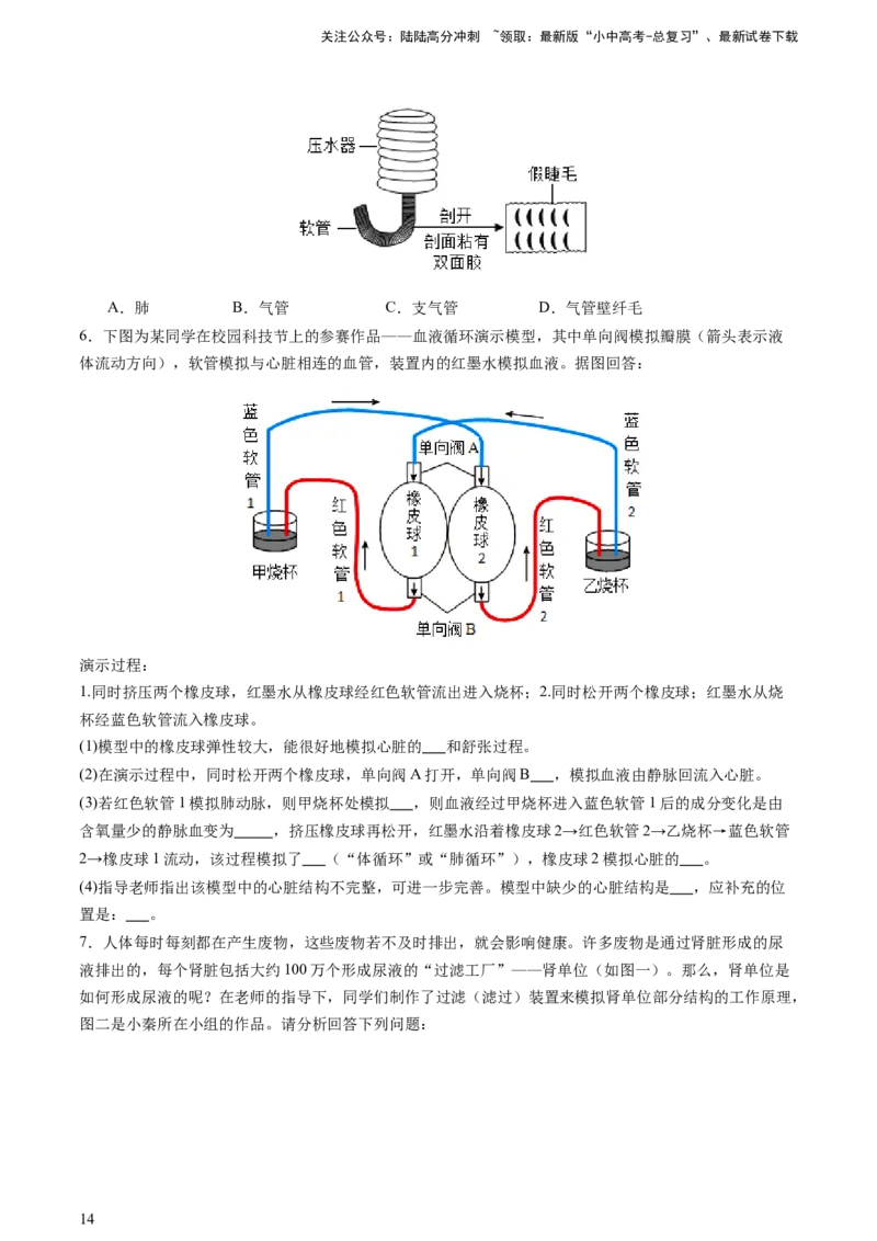 热点突破03人体生理活动模型构建（讲练）（原卷版）_02中考总复习（2026版更新中）_08-生物-中考总复习_2025中考复习资料_2025中考二轮课件ppt+讲义+练习生物_讲义+练习