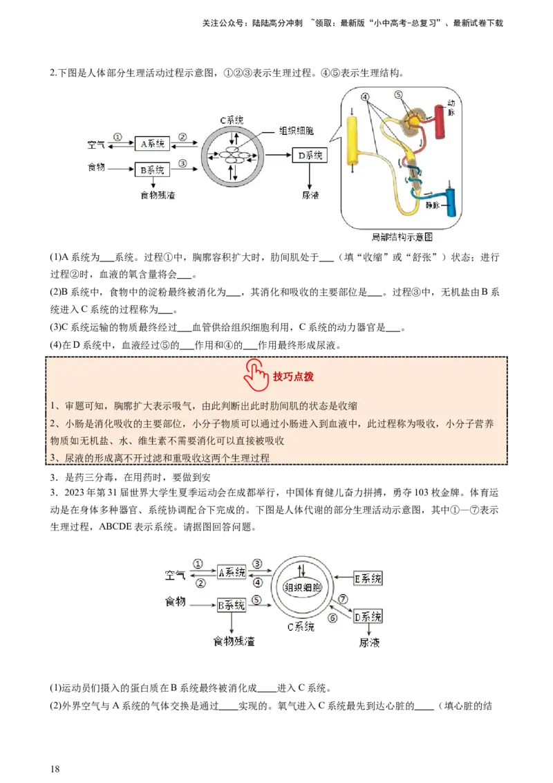 热点突破03人体生理活动模型构建（讲练）（原卷版）_02中考总复习（2026版更新中）_08-生物-中考总复习_2025中考复习资料_2025中考二轮课件ppt+讲义+练习生物_讲义+练习