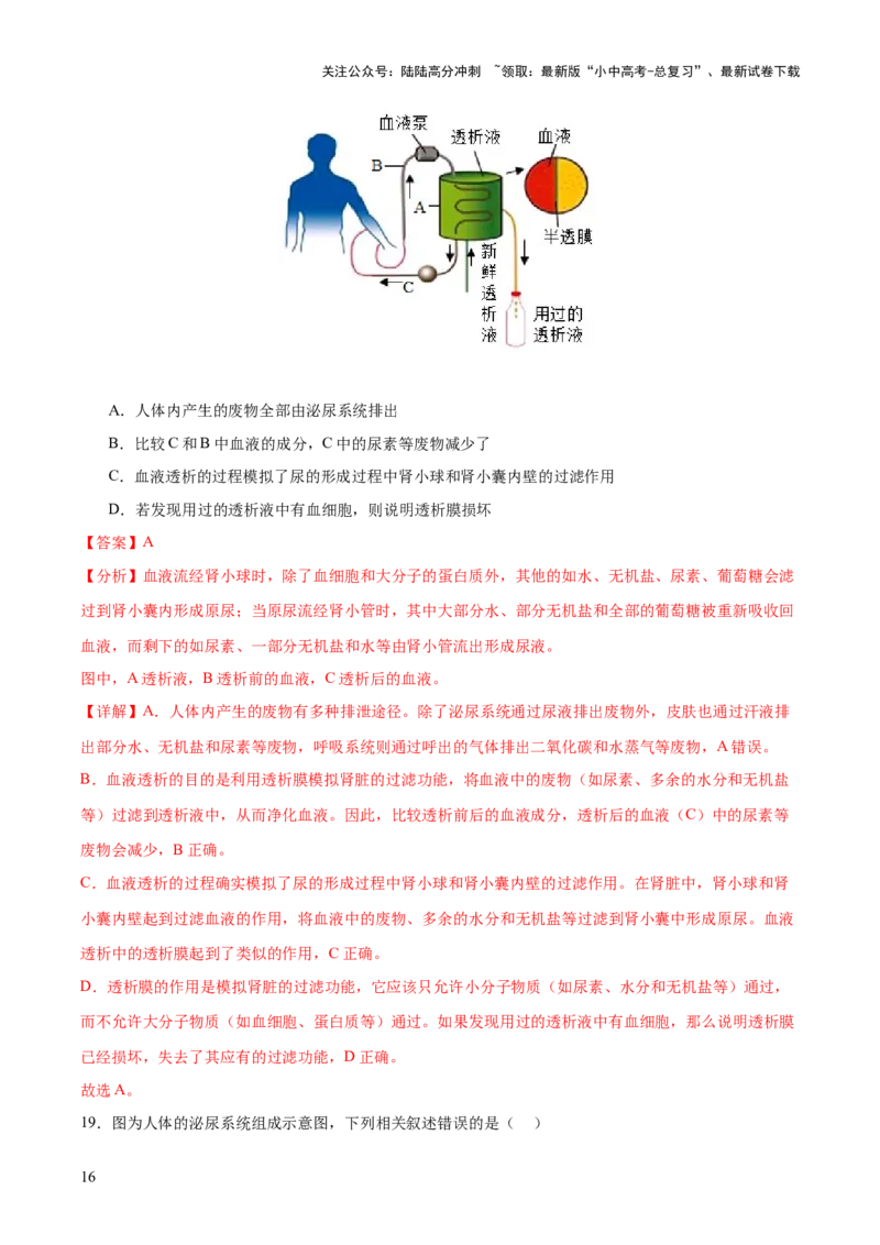 热点三人体生理活动模型构建（测试）（解析版）_02中考总复习（2026版更新中）_08-生物-中考总复习_2025中考复习资料_2025中考二轮课件ppt+讲义+练习生物_测试