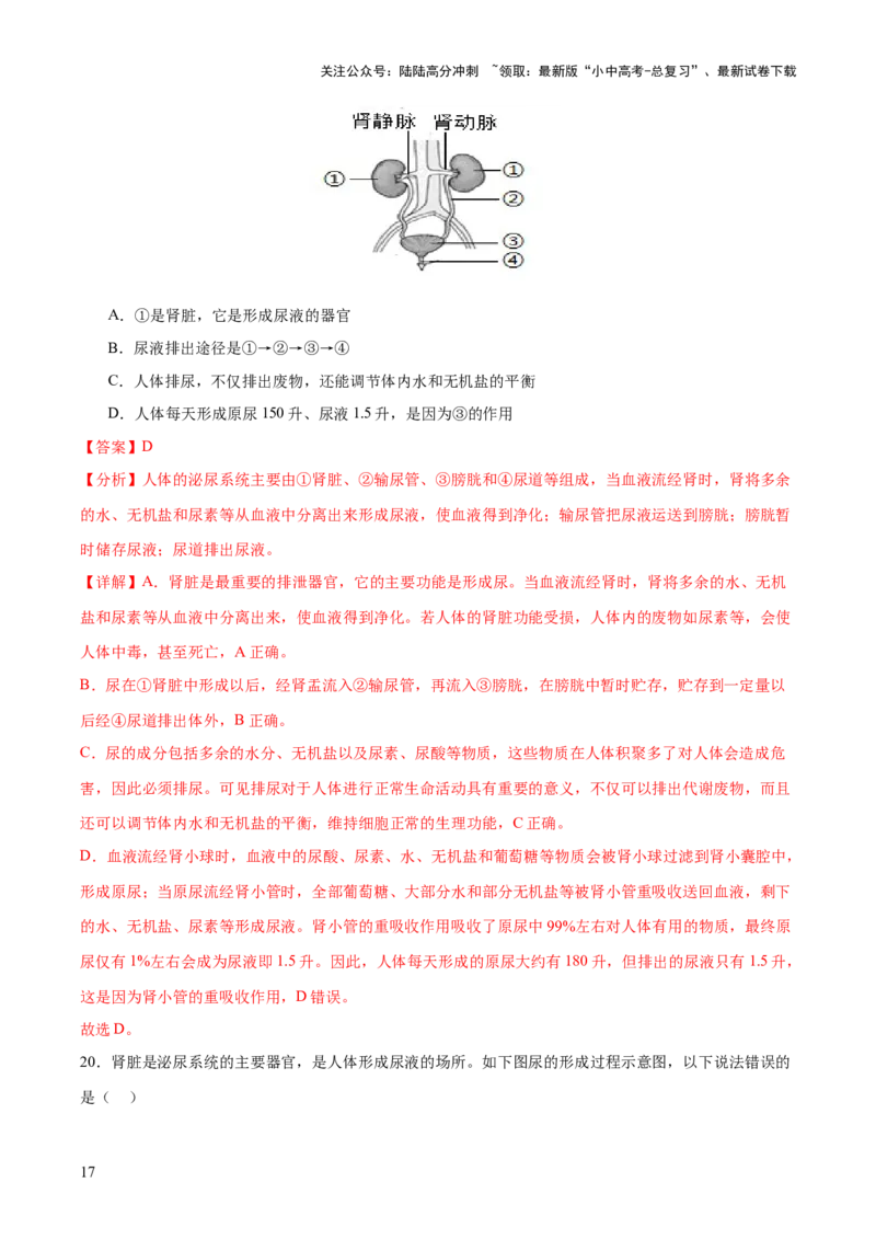 热点三人体生理活动模型构建（测试）（解析版）_02中考总复习（2026版更新中）_08-生物-中考总复习_2025中考复习资料_2025中考二轮课件ppt+讲义+练习生物_测试