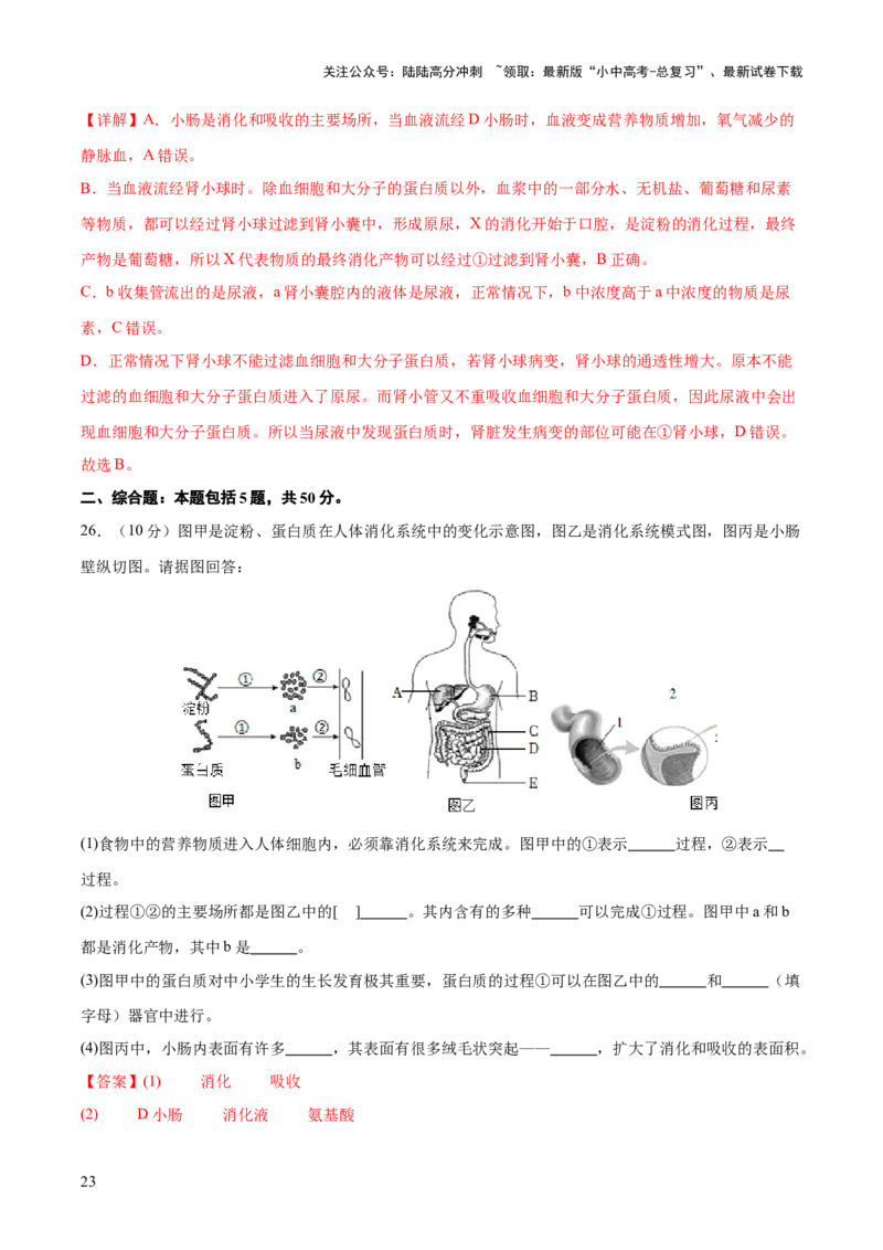 热点三人体生理活动模型构建（测试）（解析版）_02中考总复习（2026版更新中）_08-生物-中考总复习_2025中考复习资料_2025中考二轮课件ppt+讲义+练习生物_测试