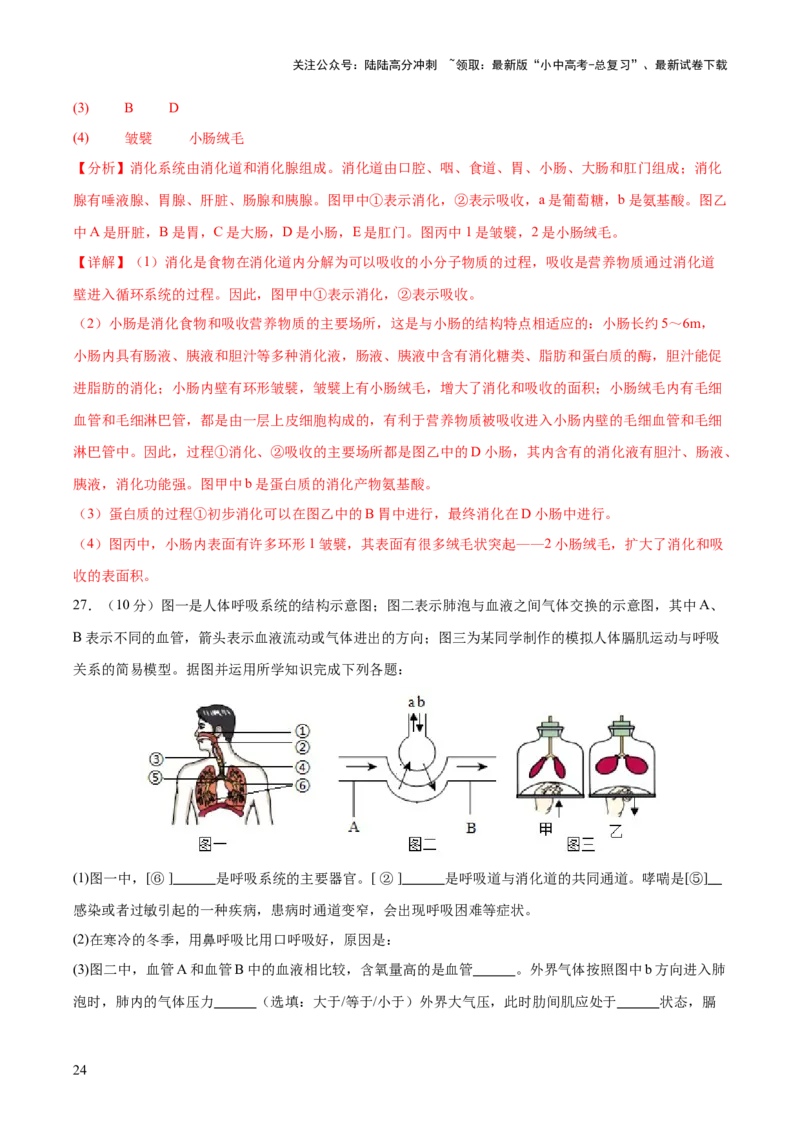 热点三人体生理活动模型构建（测试）（解析版）_02中考总复习（2026版更新中）_08-生物-中考总复习_2025中考复习资料_2025中考二轮课件ppt+讲义+练习生物_测试