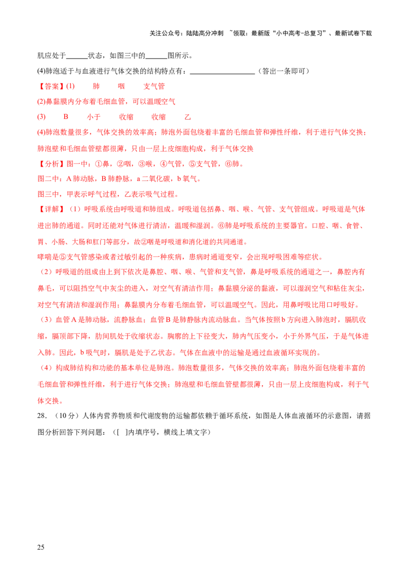热点三人体生理活动模型构建（测试）（解析版）_02中考总复习（2026版更新中）_08-生物-中考总复习_2025中考复习资料_2025中考二轮课件ppt+讲义+练习生物_测试